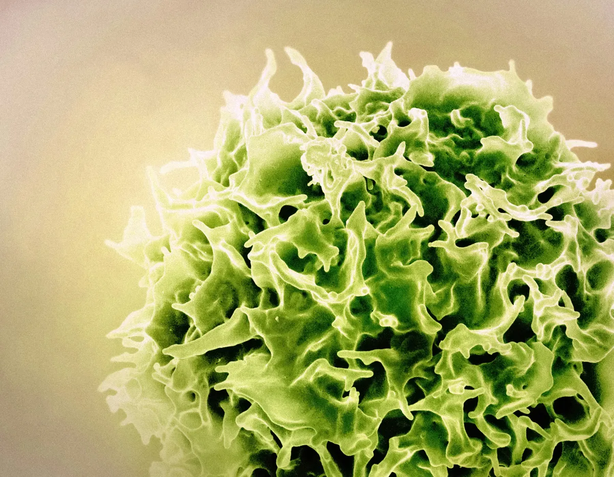Nutrition for Immune Health: A Clinical Overview
