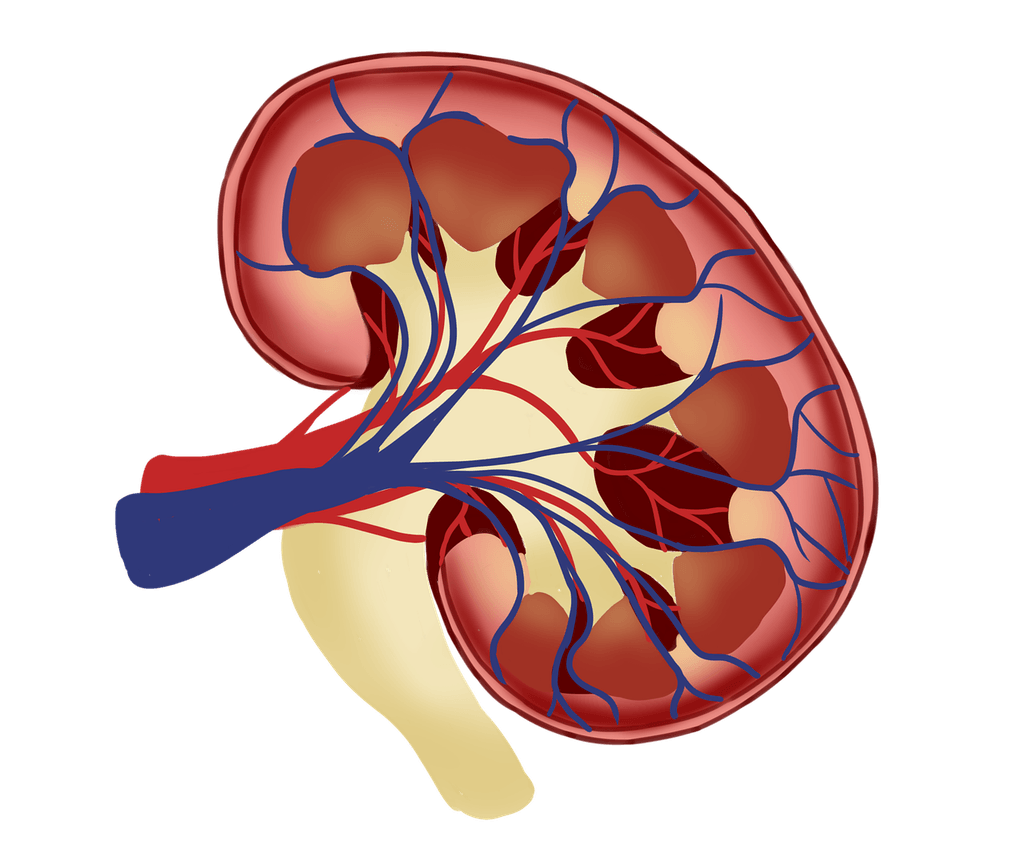 Illustration of the inside of a kidney