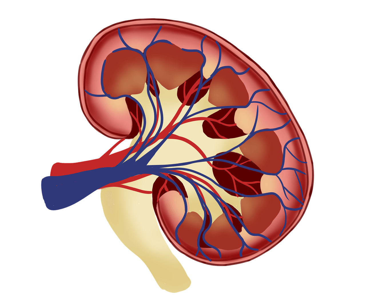 Kidney Disease