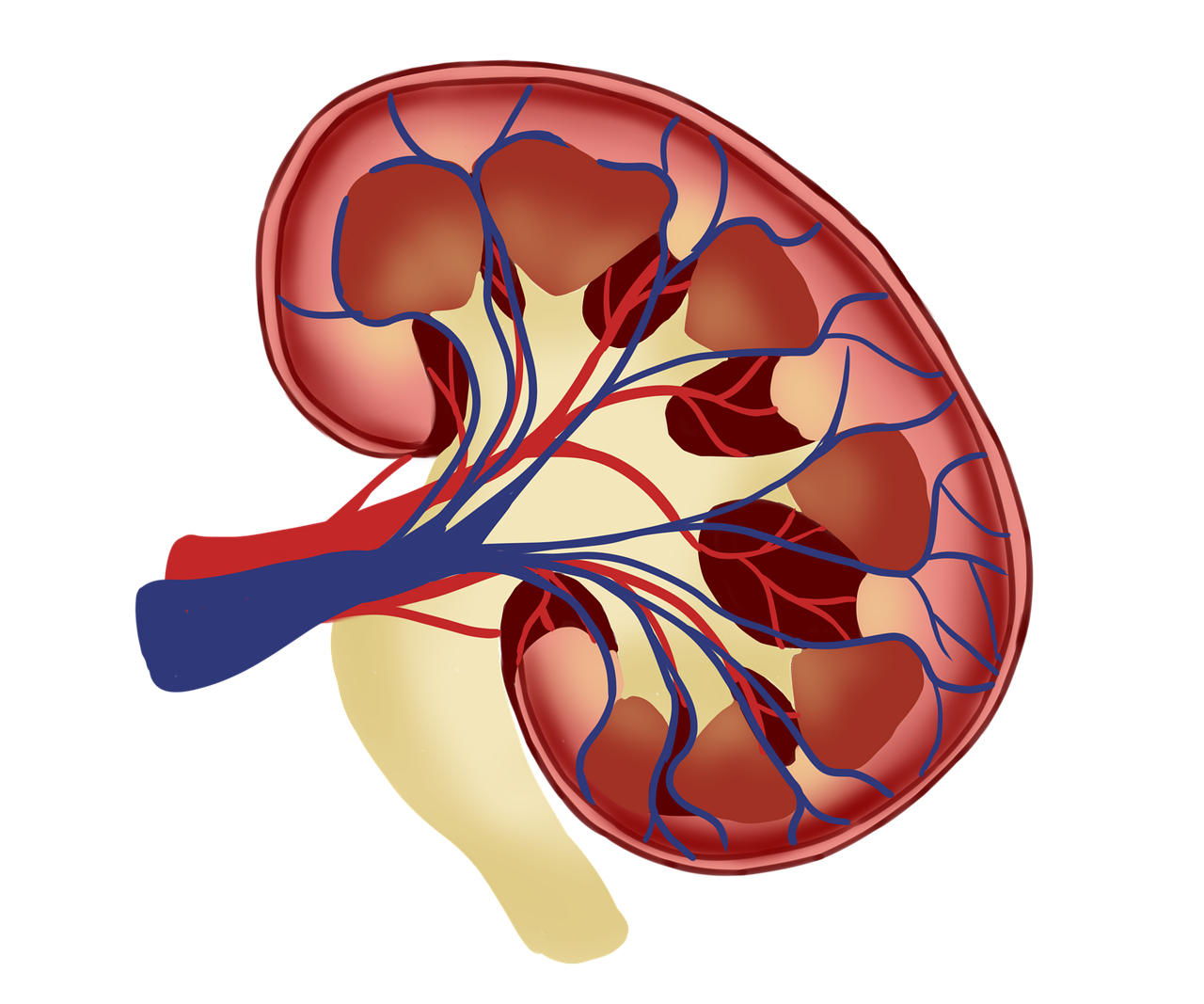 Kidney Disease